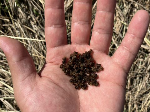 大分県玖珠町産ビーツ(ゴルゴ)1kg