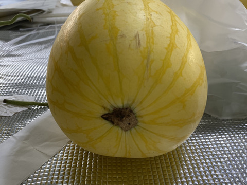 [訳あり][外観傷、軽微なお尻ヒビ]高糖度でシャリっと美味しい。種はほとんどありません。薄皮で皮際まで美味しい金色に輝く金福すいか-福井市特産品- L玉1個