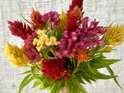 【うー様専用ページ  】クール便、人気あり！【ビビッドに楽しむ夏の花ケイトウ30本！】プレゼントOK!花農家から直送！暑さに強く、炎のような形や色とりどりの花姿が、見るだけで元気とパワーをくれます！