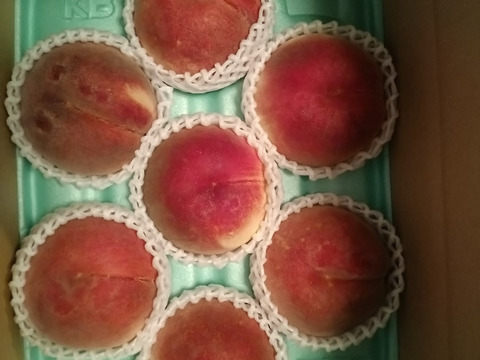 【福袋2025】【さくら白桃】カリッと硬めの甘い桃！9月に食べられる希少品種