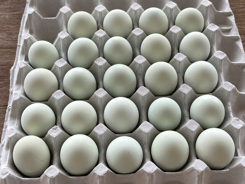 烏骨鶏のたまご10個入り1パック
名古屋コーチン6個入り1パック
アローカナ6個入り1パック
セット