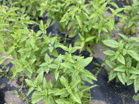 有機スイートバジル700g