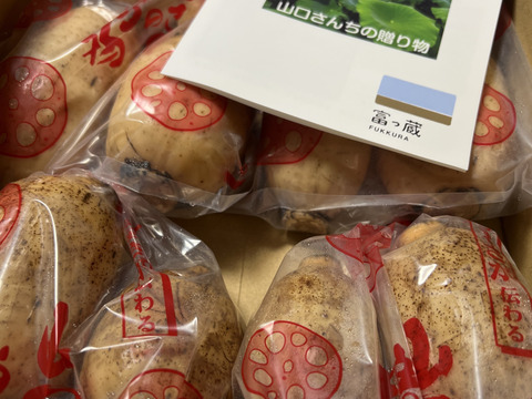 【今が旬のれんこん】産地白石町のホクホクもちもち蓮根2kg(500g×4袋)