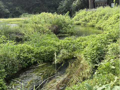 鳥取県産　新米予約　雪解け水で育ったお米🍙10kg