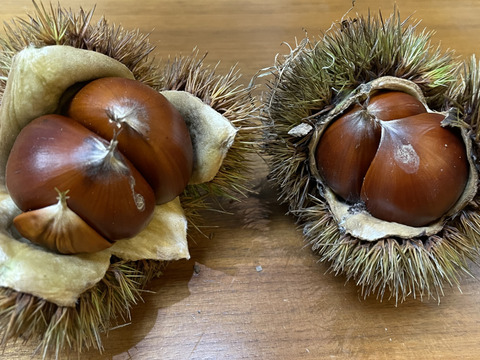 栗　熊本産　10kg 中から大サイズを送ります。 くまもと県阿蘇産 栗 サイズ特大（10キロ） ミント様専用：熊本