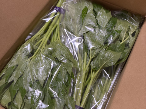 三宅島特産のあしたば【レギュラーコース5パック】