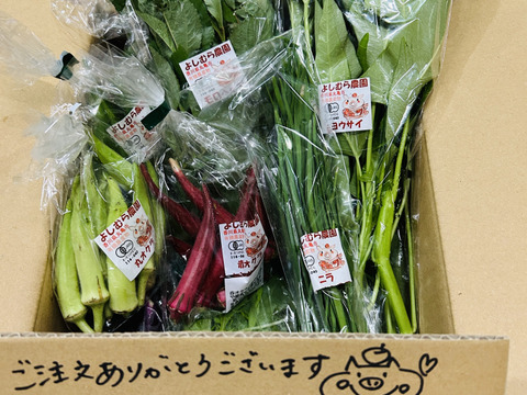 季節の有機野菜セット＜レギュラー＞