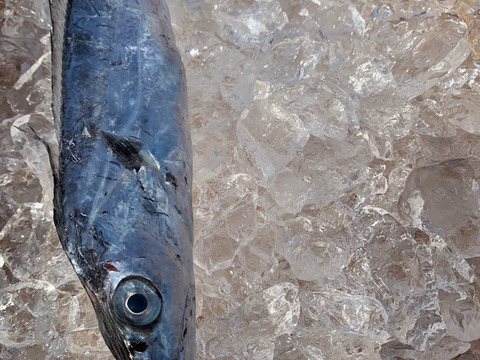 獲れたて直送❗️和歌山の旬が詰まった鮮魚BOX(中サイズ)❗️