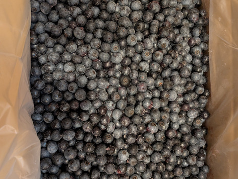 【大中粒・完熟甘～い】つくば産 冷凍ブルーベリー ５kg　ラビットアイ系ティフブルー