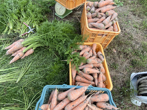 ここちゃん農園の人参【向陽2号】：徳島県産の向陽｜食べチョク