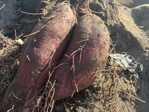オレンジ色のさつま芋『ハロウィンスイート』（2kg）L〜Mサイズ：新潟