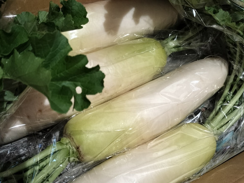 【栽培期間中農薬不使用】甘味が増した青首大根4kg以上（4～５本）