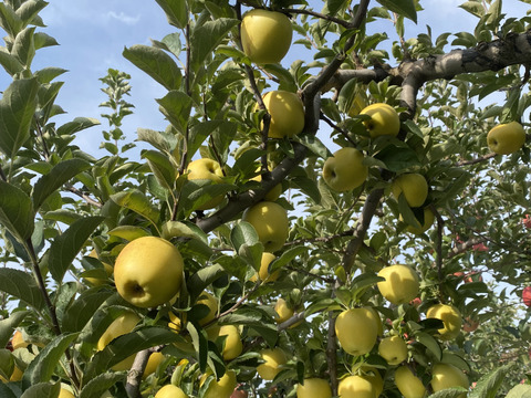 青森県産りんご‼︎ゴールド＋スイートのセット１４玉から１８玉