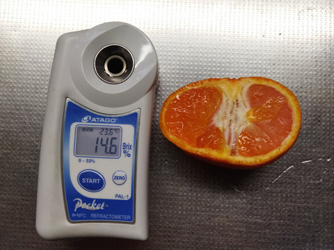 家庭用Ｂ品  蔵出し貴少品種　ひめのか【ミカン】　箱込み4.5キロ