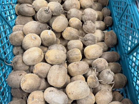 ジューシー！グリーンキウイ1kg