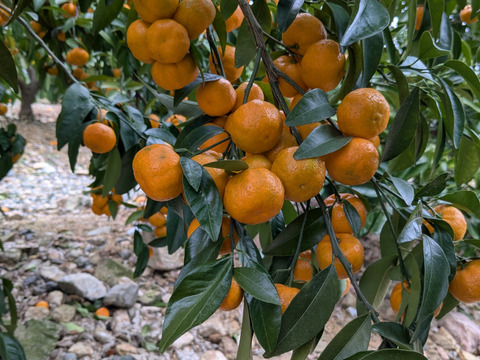 12月収穫！樹上完熟シークワーサー(ご家族用 3kg)