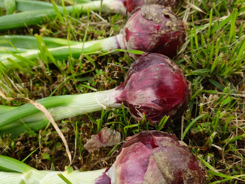 淡路島 自然栽培 固定種 赤玉ねぎキロ 無肥料 農薬不使用 期間限定 品種松島レッド【2キロ】