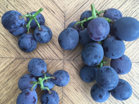 プリッとジューシー！糖度19度超え！幻の巨峰【キセキのぶどう】栽培期間中：農薬/除草剤/ホルモン剤不使用（４房セット）１房と合わせ房の混合になります