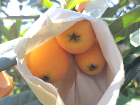 採りたて新鮮が一番美味しい！甘さ濃～い！長崎産露地びわ「千々（ちぢ）んびわ」　　食べきり６００ｇ箱（１２玉）にてお届け