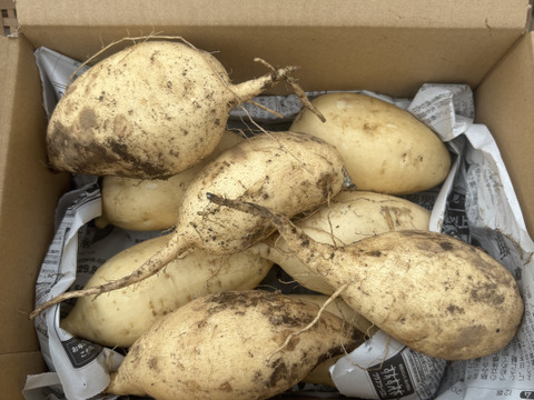 【R８シーズン予約販売】《白いサツマイモ！》茨城県産•きみまろこ•2kg•M〜2Lサイズ　土付き