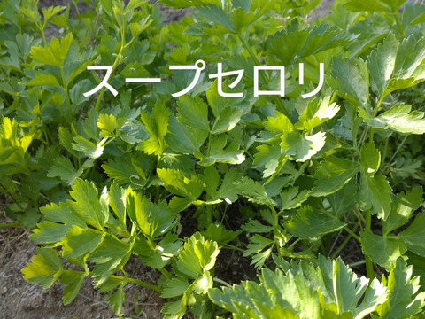 【まとめ買い用（チルド）】セロリ🌿スープセロリ🌿５本（５苗）🌿香り良いセロリ
