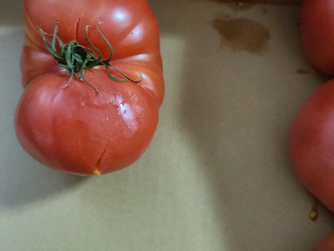 【訳有り品】キズあり不揃いトマト約3.6キロ