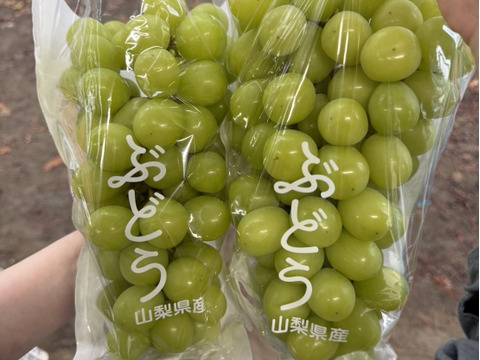 【贈答用】大房・大粒 山梨県産高級フルーツ シャインマスカット 一房1kg以上