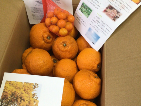 最終出荷‼️化学農薬不使用の小豆島産不知火5kg