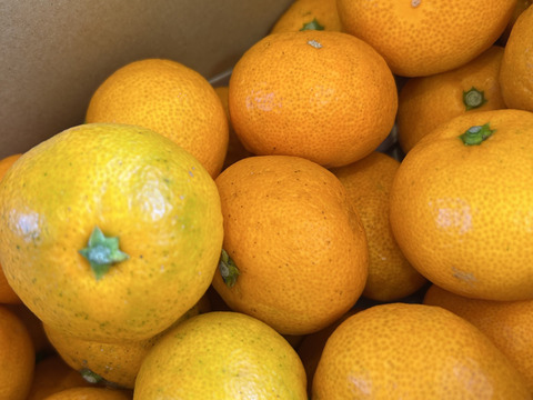 黄金みかんの宝箱2kg 糖度12度以上　早生みかん