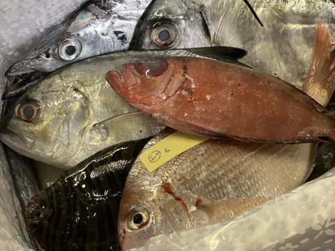 【少人数向け】漁師直送！季節のおさかなセット【未利用魚】