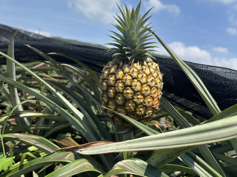 【人気No.1】　石垣島産　パイナップル　ゴールドバレル　真空パック　150g