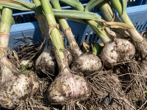 訳あり土付き「生にんにく」20玉【たくさん食べたい人向け】【父の日ギフト】