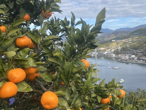 温州みかんジュース3本セット