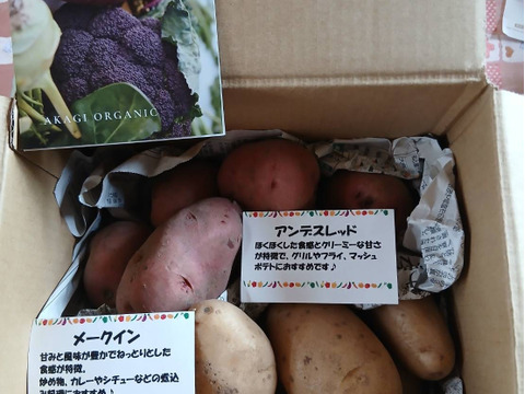 【農薬化学肥料不使用】今年7月収穫！群馬県産じゃがいも食べ比べセット2種・約2Kgほくほく食感の男爵・甘みの強いきたあかり・煮崩れしにくいメークイン・クリーミーな甘さの珍しい赤じゃがいもアンデスレッド