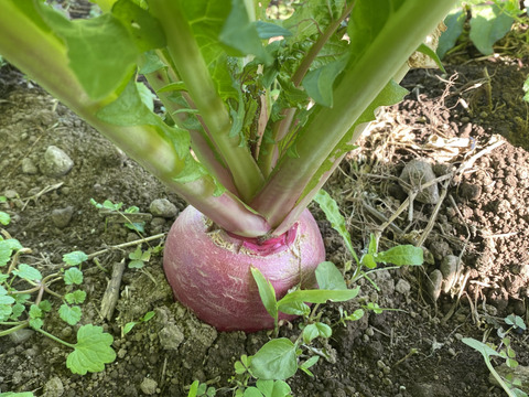 もものすけ5㎏(15～20個)、土ん中でワッハッハ！腐植栽培と微生物が育てた桃色の驚きカブ