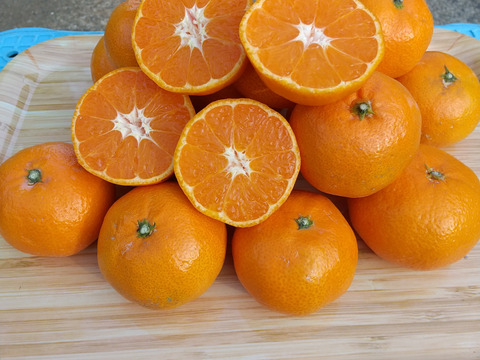 【濃い甘味】させぼ小玉みかん(ご家庭用・5kg)