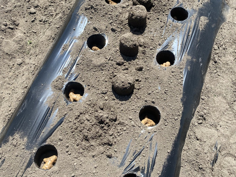 新！幻の三州生姜　爽やかな香りと辛味があなたを魅了します【2kg】