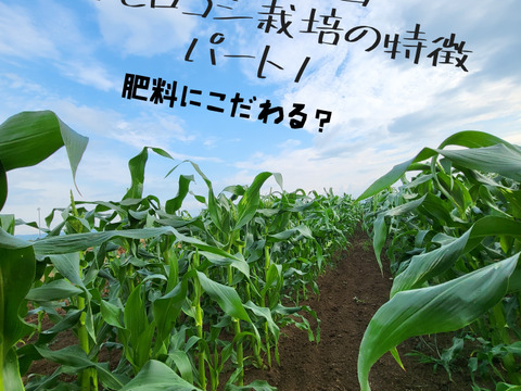 【お得】奇跡のトウモロコシ12本