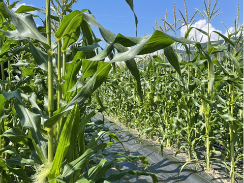 甘さ、サイズともに名前の通り【おおもの】5本