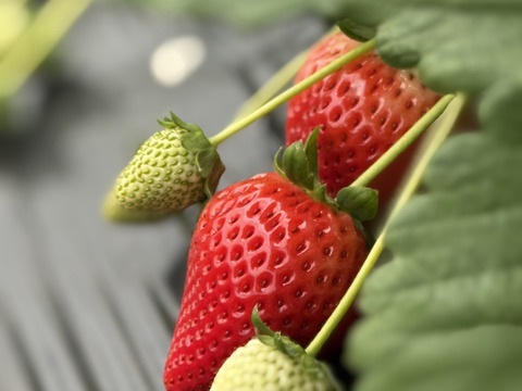 完熟とちあいか　約300g×2P  5箱