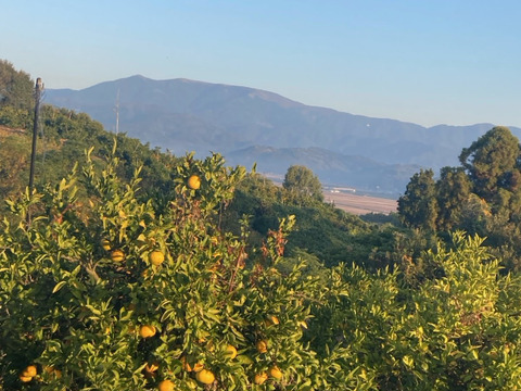 佐賀県産　高糖度登録園みかん！家庭用10ｋｇ