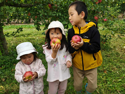 【春ギフト・1kg】ピンクレディー®｜ありがとうを贈る小さなりんご箱｜メッセージカード付