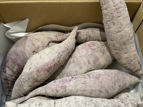 オレンジ色の機能性さつまいも　ハロウィンスイート2kg【漢方栽培】