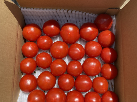 【お試し】【訳あり品】平均糖度7.5！甘くて皮が薄くて食べやすい　福井県産ミディトマト『越のルビー』1Kg！約　1100g入り