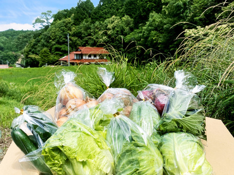農薬不使用のお得な旬の野菜セット✨美味しいをお届け【数量限定】