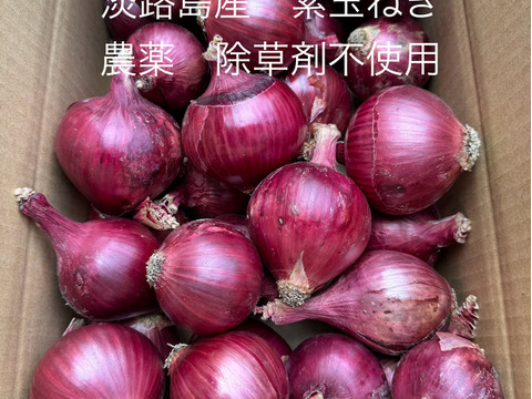 農薬、除草剤不使用！淡路島紫玉ねぎ 赤玉ねぎ3kg