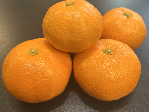 高糖系みかん代表【総合２１】🍊５キロ【数量限定！】