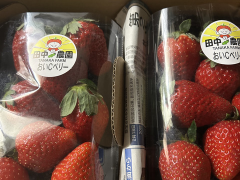 ビタミンCたっぷり！船橋産完熟いちご【おいCベリー】230g×2p