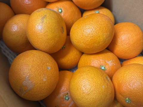 ☆農園1番人気☆まどんな　家庭用5キロ