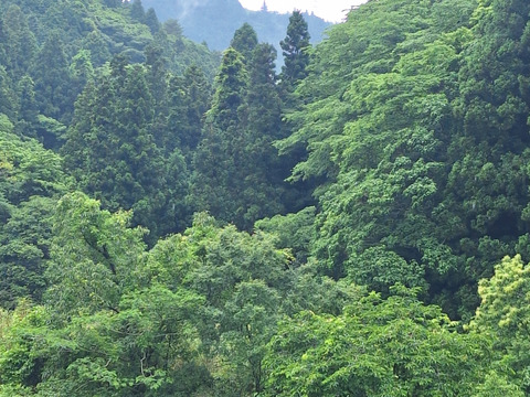 愛媛県産ニンニク嘉定種1kg